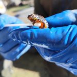 Lago della Madonna di Alto - Prelievo cutaneo su tritone foto di Archivio APAM